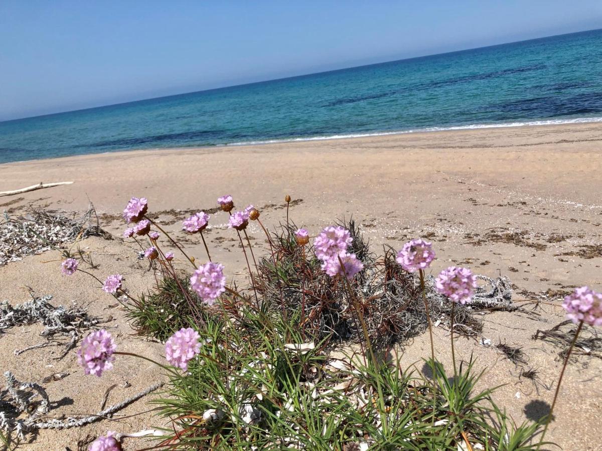 Appartamenti Magnolie-La Pineta فاليدوريا المظهر الخارجي الصورة